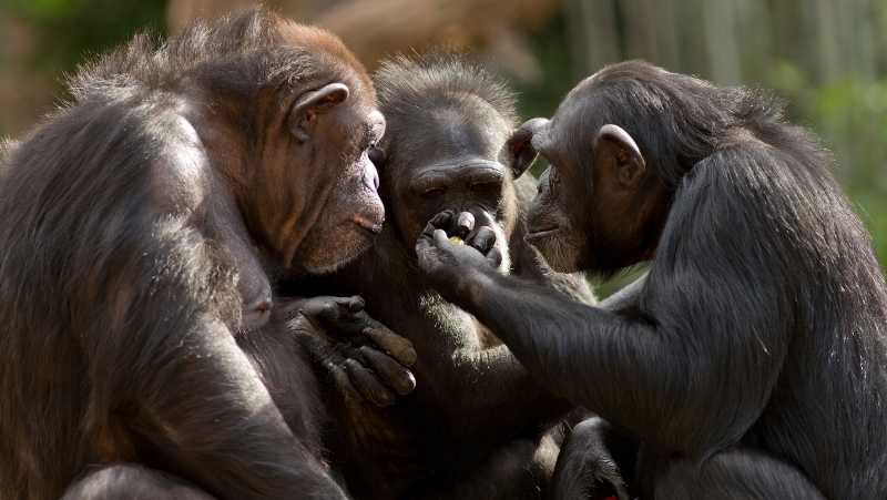 HUMANS AND CHIMPANZEES SHARE 98% OF DNA - IN WHAT WE MOST RESEMBLE