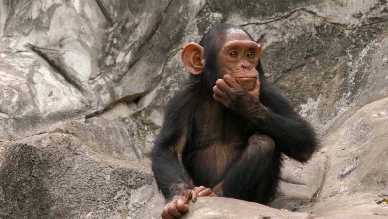 HUMANS AND CHIMPANZEES SHARE 98% OF DNA - IN WHAT WE MOST RESEMBLE