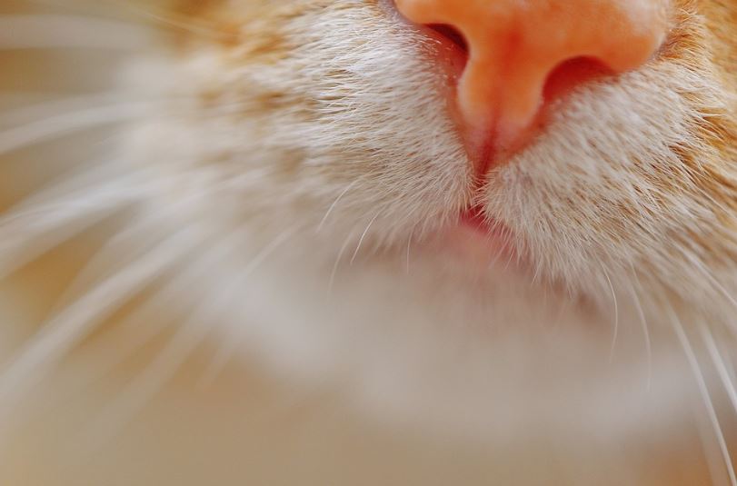 WHAT DOES A CAT'S NOSE TELL YOU? Dogs Cats 101